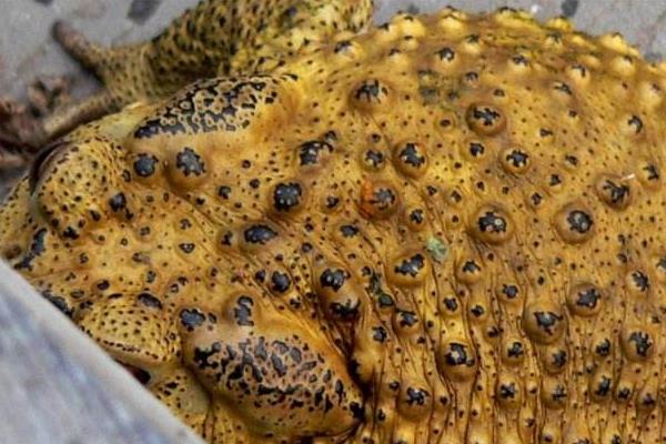 夢見金蟾是什么意思 女人夢到金蟾有什么預(yù)兆