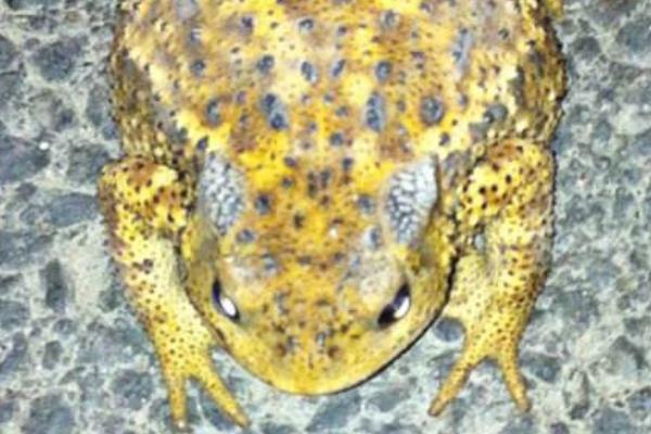 夢見金蟾是什么意思 女人夢到金蟾有什么預(yù)兆