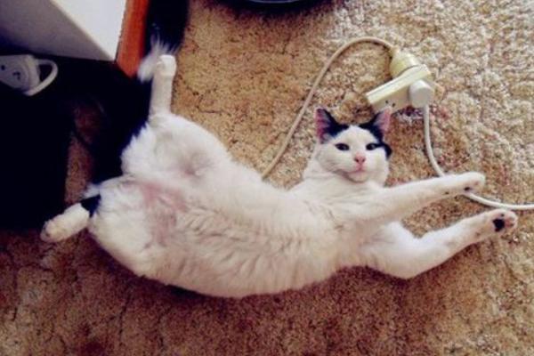 貓身上有跳蚤怎么辦 貓跳蚤怎么消滅