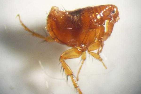 跳蚤咬的癥狀是什么（咬后長的包是什么樣的） 怎么判斷是被跳蚤咬的