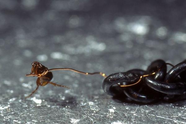 跳蚤為什么只咬一個人 跳蚤和蚊子咬的區別是什么