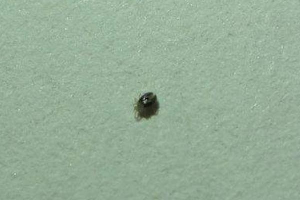 跳蚤為什么只咬一個人 跳蚤和蚊子咬的區別是什么