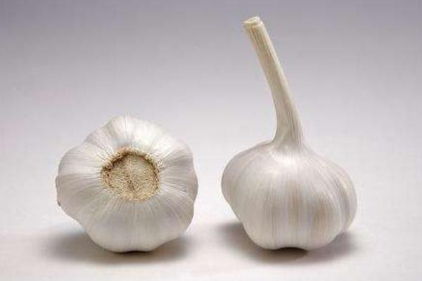 跳蚤為什么只咬一個人 跳蚤和蚊子咬的區別是什么