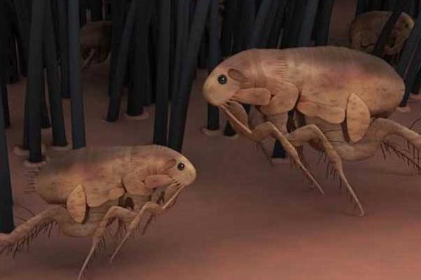 跳蚤肉眼能看到嗎 跳蚤咬了幾天能好