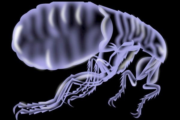 跳蚤的壽命有多長 樟腦丸對跳蚤有用嗎