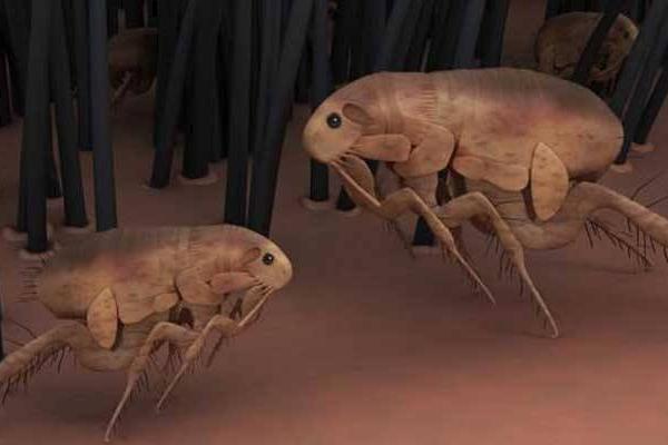 跳蚤的壽命有多長 樟腦丸對跳蚤有用嗎