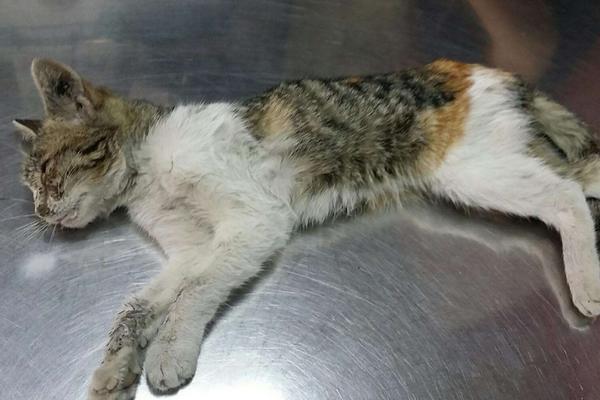 跳蚤的壽命有多長 樟腦丸對跳蚤有用嗎