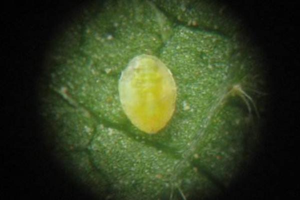 虱子卵怎么徹底去除 虱子卵幾天變成虱子