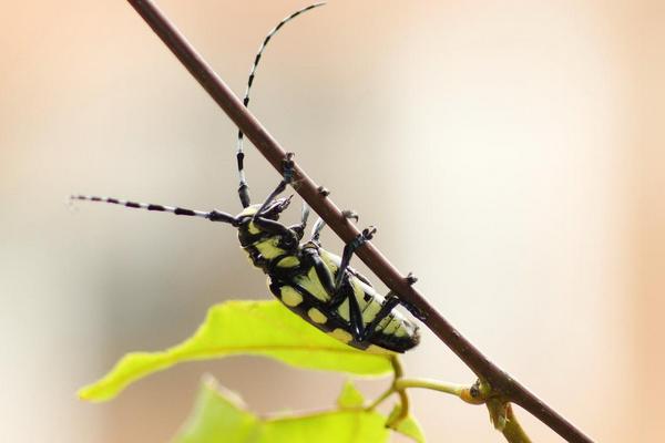 天牛怎么養 天牛會飛嗎