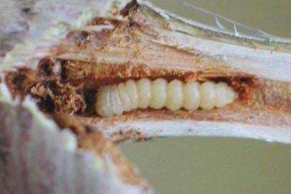 天牛怎么養 天牛會飛嗎