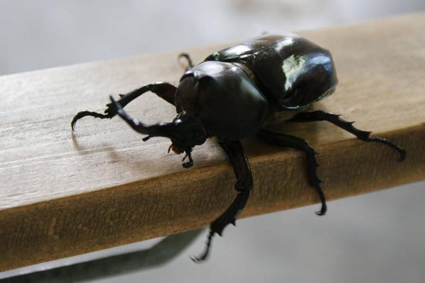 天牛怎么養 天牛會飛嗎