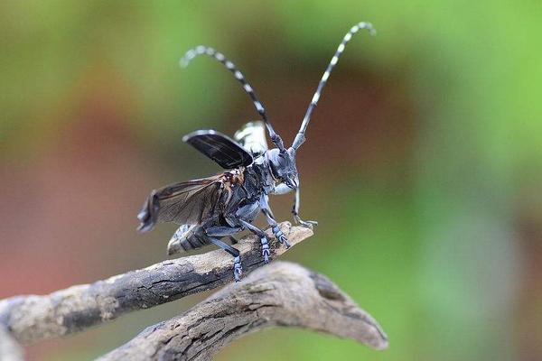 天牛怎么養 天牛會飛嗎