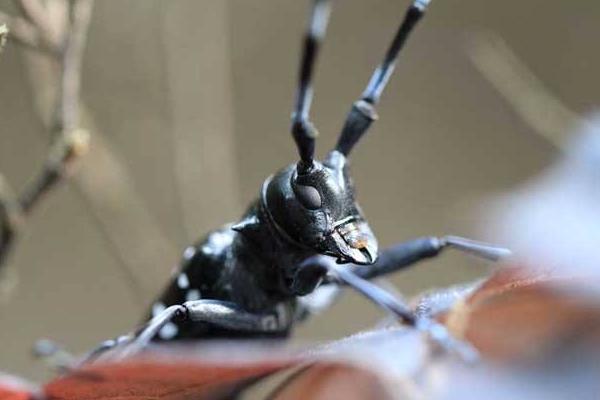 天牛怎么養 天牛會飛嗎