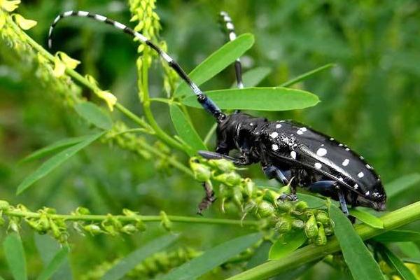 天牛怎么養 天牛會飛嗎