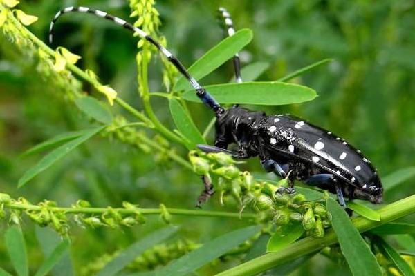 天牛是益蟲還是害蟲 天市場價格多少錢一只