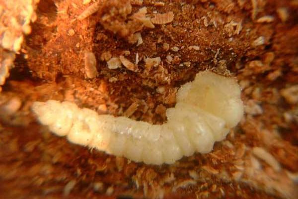 天牛幼蟲可以吃嗎 天牛幼蟲的營養價值