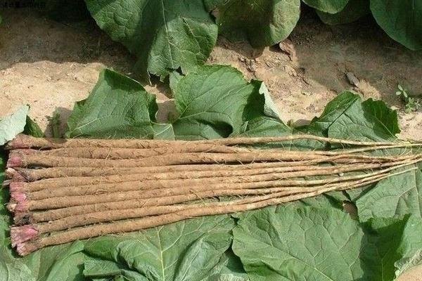 牛蒡根的功效與作用及禁忌 牛蒡根怎么吃