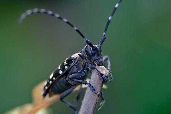 天牛吃什么 天牛能吃嗎