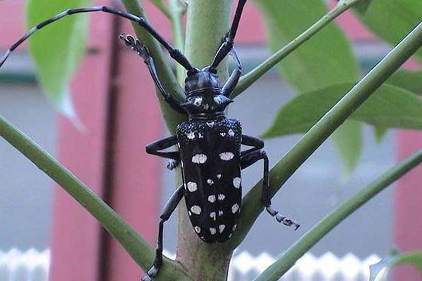 天牛吃什么 天牛能吃嗎