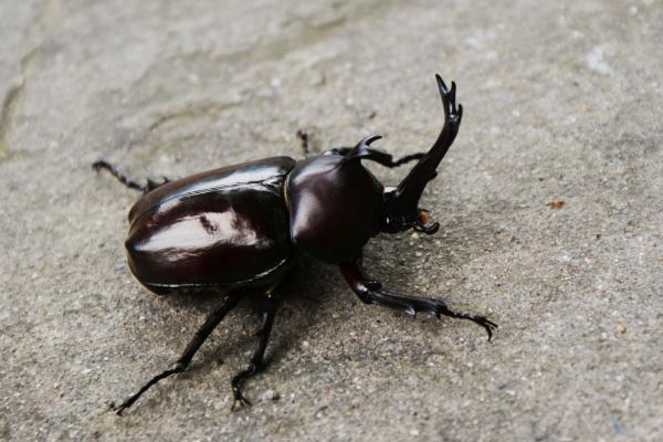 天牛吃什么 天牛能吃嗎