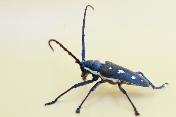 天牛吃什么 天牛能吃嗎