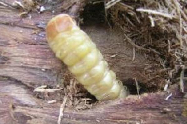 天牛吃什么 天牛能吃嗎