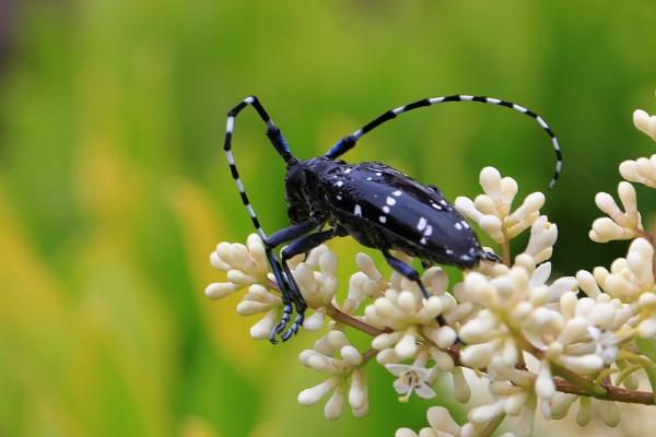 天牛吃什么 天牛能吃嗎