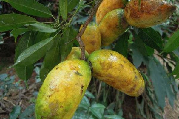 牛卵坨市場價格多少錢一斤 牛卵坨怎么吃