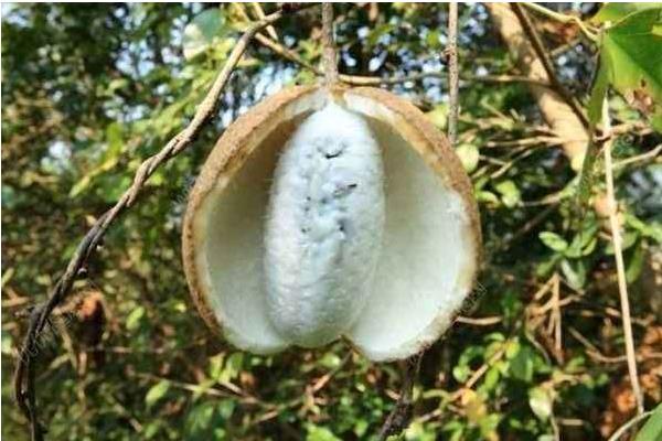 牛卵坨市場價格多少錢一斤 牛卵坨怎么吃