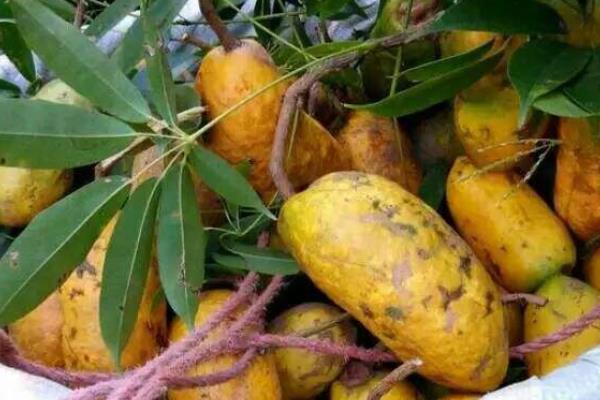 牛卵坨市場價格多少錢一斤 牛卵坨怎么吃