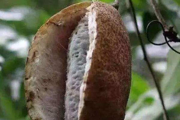 牛卵坨市場價格多少錢一斤 牛卵坨怎么吃