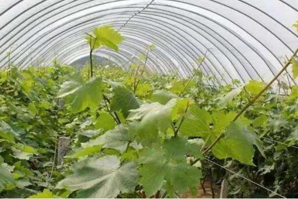 葡萄秧怎么管理 葡萄鉆心蟲用什么藥