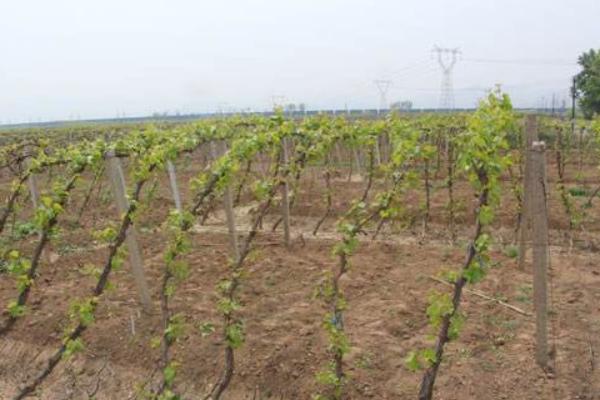 葡萄秧怎么管理 葡萄鉆心蟲用什么藥