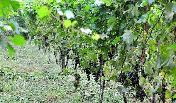 葡萄秧怎么管理 葡萄鉆心蟲用什么藥