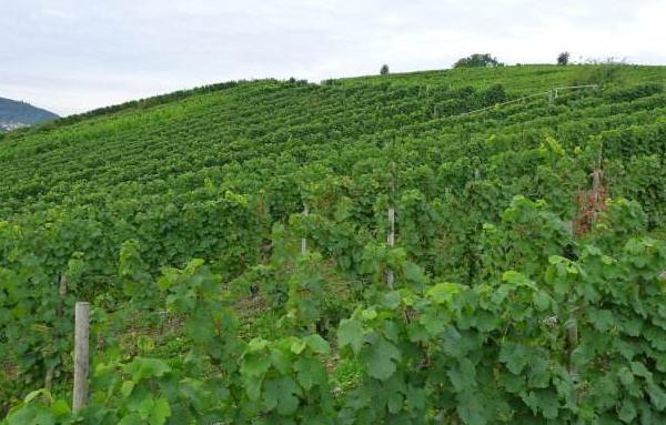 葡萄秧怎么管理 葡萄鉆心蟲用什么藥