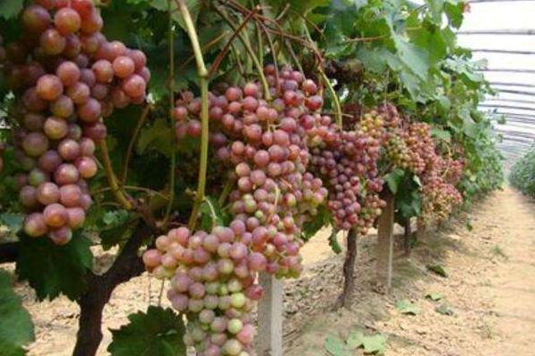 葡萄秧怎么管理 葡萄鉆心蟲用什么藥