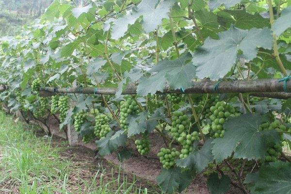 葡萄秧怎么管理 葡萄鉆心蟲用什么藥
