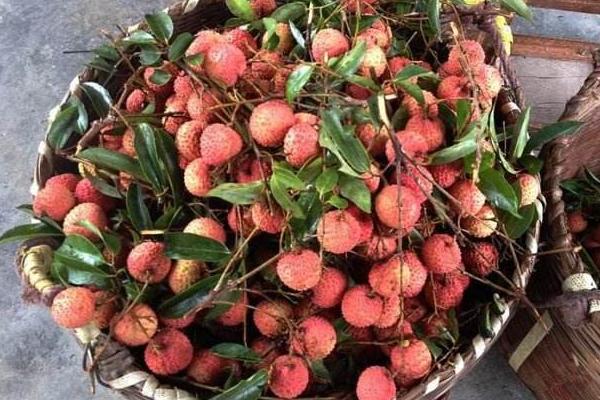 桂味荔枝市場價格多少錢一斤 桂味荔枝產地在哪里