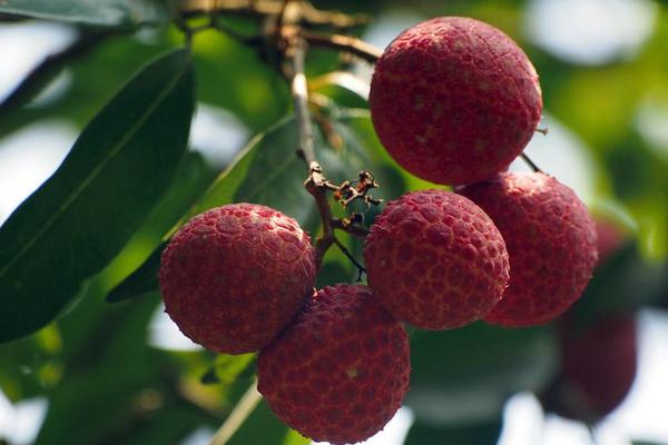 桂味荔枝市場價格多少錢一斤 桂味荔枝產地在哪里