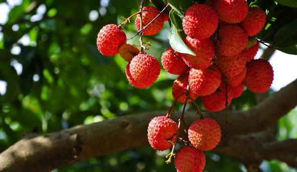 荔枝怎么種 荔枝什么時候成熟