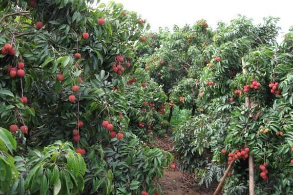 荔枝怎么種 荔枝什么時候成熟