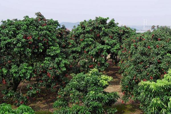 荔枝怎么種 荔枝什么時候成熟