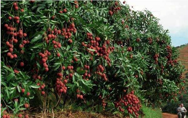 荔枝怎么種 荔枝什么時候成熟