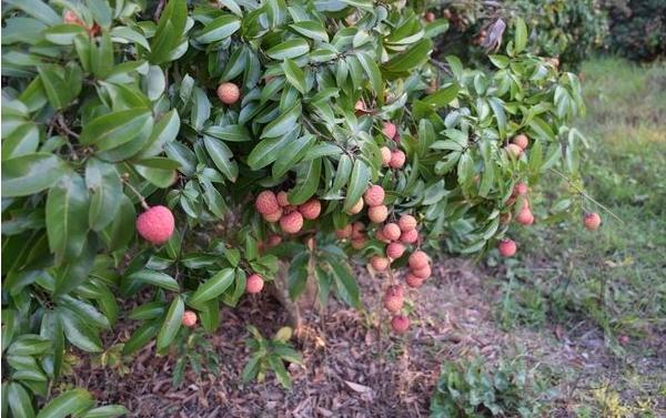 荔枝怎么種 荔枝什么時候成熟