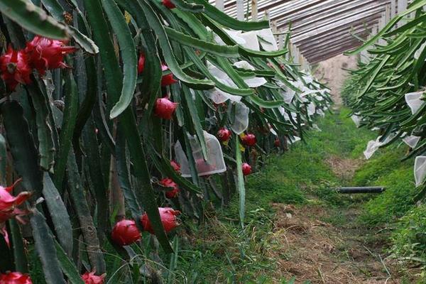 火龍果種子怎么種 火龍果種子什么時間種