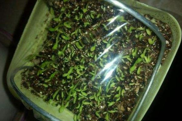 火龍果種子怎么種 火龍果種子什么時間種