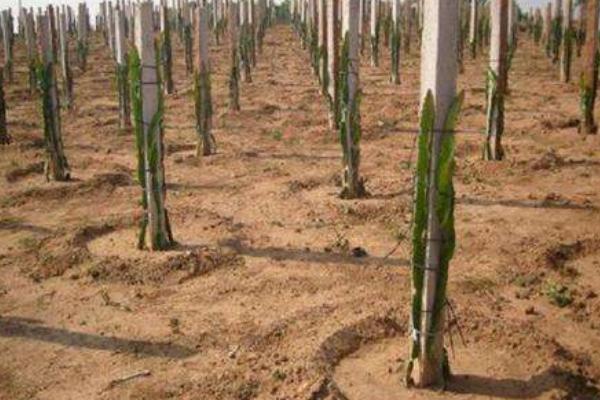 火龍果種子怎么種 火龍果種子什么時間種