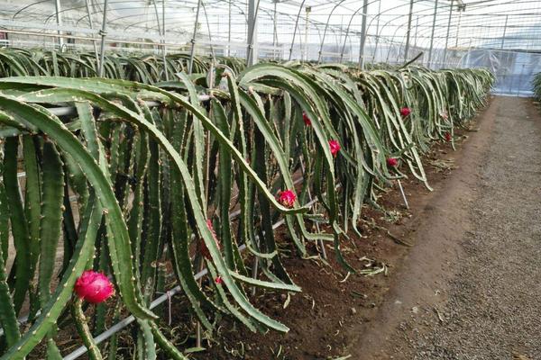 火龍果種子怎么種 火龍果種子什么時間種