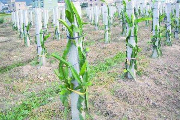 火龍果種子怎么種 火龍果種子什么時間種