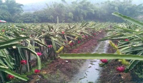 火龍果種子怎么種 火龍果種子什么時間種